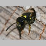 Ancistrocerus nigricornis - Lehmwespe 15.jpg